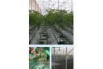 Commercial Greenhouse Applications
