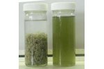 FloccinAgent - For Waste Water Treatment