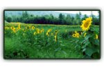 WeCare - Compost