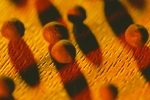 Ozone Decomposition