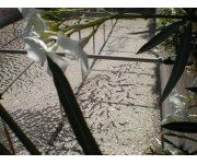 Application of Bioaugmentation for quick restoration of microbial activity in a Cheese WWTP