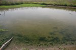 Ecological Assessment