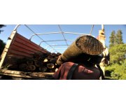 Greening Trade Imperative for Sustainable Development