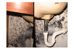Mold Abatement Service