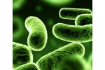 BioBoost - SC4294 - For Wastewater