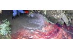 Pollution Incident Response