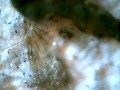 Insect Wing under Micrscope - Dust Particles