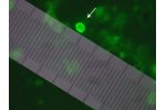 Cryptosporidium Testing / Giardia Testing (USEPA Method 1623)