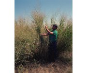 TSCA and the Regulation of Renewable Chemicals