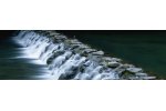 Xylem - Switches