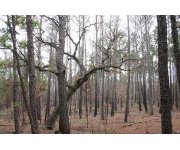Model forecasts long-term impacts of forest land-use decisions