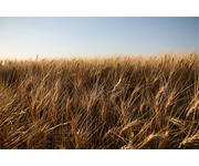 The water-energy-climate nexus in Mexico`s agricultural use of groundwater