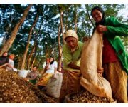 5 lessons for sustaining global forests
