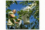 Phytoremediation