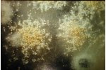 Fungal Analysis