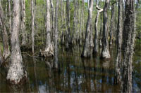 Stevens Hydra Probe Soil Sensors Deployed in Florida Swamp for Restoration Study