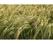 Learn & Live: Grain industry hazards lead to deaths, injuries each year OSHA, Grain and...